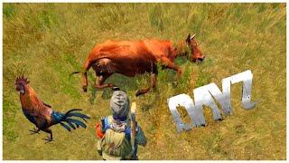 How Where To Find Animals In DayZ + Hunting Tips DayZ Ps4 1.07