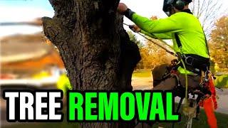 Complete Tree Removal From Start To Finish $1800 in 2 hours This Dude Doesnt Play Around