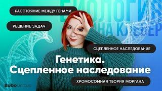 Генетика. Сцепленное наследование.   БИОЛОГИЯ ЕГЭ  Лина Клевер