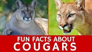 All about Cougars Puma Concolor for Learners and Interesting Wild Cat Facts