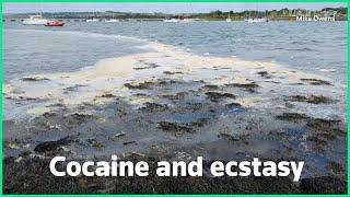 Crabs on cocaine raw sewage threatens UK marine life  REUTERS