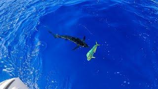 A Marlin Speared Our Mahi  Run & Gun Mahi Fishing  CCC