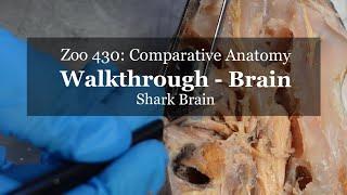 Brain walkthrough Shark