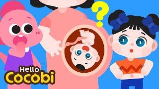 Belly Button Song  Why Do We Have Belly Buttons?  Nursery Rhymes & Kids Songs  Hello Cocobi