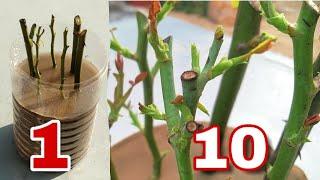 Easy way to grow rose from cutting How to grow rose plant from cutting rose plant growing tips