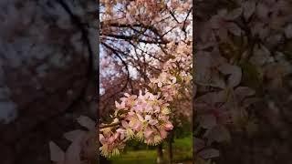 Cherry Blossom 2022  Shillong Meghalaya