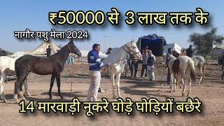 50 हजार से 3 लाख तक के मारवाड़ी नूकरे घोड़े  नागौर पशु मेला 2024  nagaur pashu mela 2024