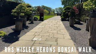 Visiting Wisley & Herons Bonsai Walk