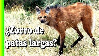 Aguará Guazú el “lobo” sudamericano