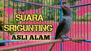 BURUNG SRIGUNTING ABU-ABU KELABU GACOR SUARA ASLI LIAR SEPERTI DI HUTAN