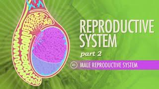 Reproductive System Part 2 - Male Reproductive System Crash Course Anatomy & Physiology #41