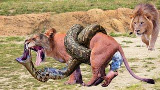 Confront Death Giant Python Suddenly Attacked Lioness Giving Birth And Fierce Fighting Of Male Lion