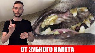 Лучшая ПРОФИЛАКТИКА зубного налета для собак и кошек