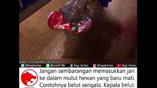 Hati-hati sama hewan laut yang satu ini