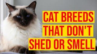 10 Cat Breeds That Dont Shed Or Smell All Cats