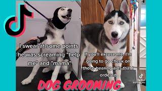 Funny Dog Grooming Tik Tok Compilation w Hilarious Voiceover  @girlwitthedogs
