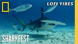 Relax with 5 Minutes of HD Ocean Footage  Lofi Stress Relief  Sharkfest