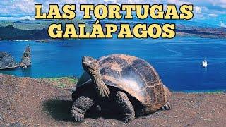 LAS TORTUGAS Galápagos GIGANTES y LONGEVAS V.2 