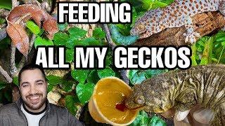 Feeding All My Pet Geckos Tokays Leaf Tails and more