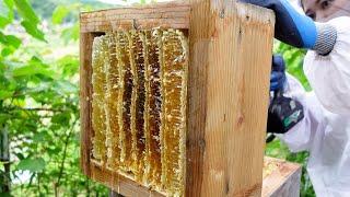 Summertime honey extraction Traditional Japanese beekeeping Apis cerana japonica.