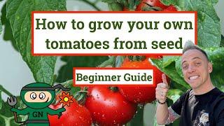 How to grow tomatoes from seed ultimate beginner guide