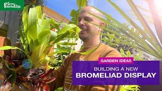 Displaying tropical Bromeliads outdoors