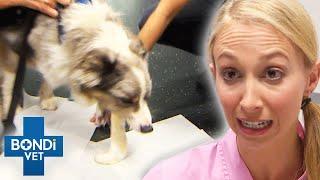 Dog Eats Bread Dough And It Rises In Its Tummy  Bondi Vet Clips  Bondi Vet