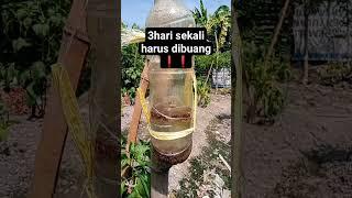 mengatasi hama lalat buah overcome fruit fly pests #youtubeshorts #petani #cabe