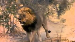 Лев убивает Гиену   Жесть  lions kill hyenas