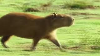 ok i pull up capybara