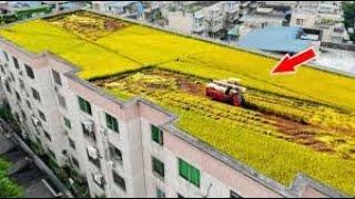 Gilak China Bertani Padi di Atap Gedung Bertingkat Di Gurun dan Di Danau - Inovasi Pertanian Padi