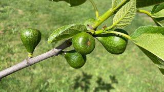 Breba report and fig orchard update - FASINATING RESULTS