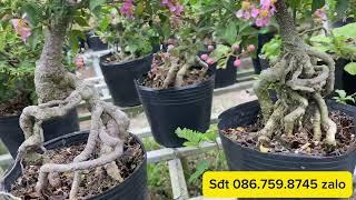 Hoa kiểng bonsai. Cây Hồng ngọc mai