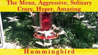 The Mean Aggressive Solitary Crazy Hyper Amazing Ruby Throated  Hummingbird