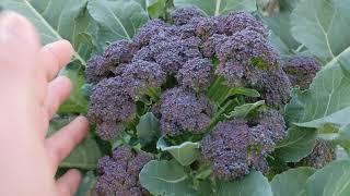 Succession Planting of Vegetables Brassicas Broccoli Cauliflower Cabbage Gailan Gailani