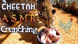 Cheetah ASMR  Crunching Down 6lbs Of Chicken In 10 Minutes  Slow & FAST Cat Teeth Licks Bowl Clean