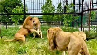 The Lion-Man disperses FOUR ANGRY LIONS with a slipper