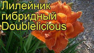 Лилейник гибридный Даблишес. Краткий обзор описание hemerocallis hybrida Doublelicious