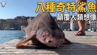 八種顛覆人類想像的奇特鯊魚，外表有如魚和豬混交之鯊魚、自帶鋸子和鎚子的鯊魚，超級長壽年紀超過500歲的鯊魚。