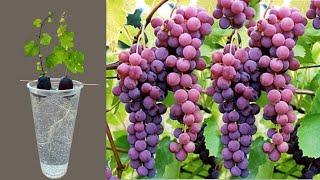 How To Grow Grapes Trees From Grapes Fruits growing Grapes vines From Grapes with Aloe Vera