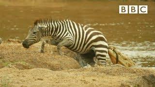 Shani the Zebras incredible escape from ferocious crocodiles - BBC