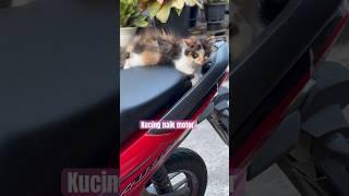 Kucing naik motor #shorts #cute #cat #catlover