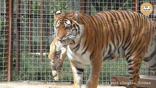 Тигрица Скарлетт снова принесла показать малыша Тайган Tigress Scarlett again brought to show cub