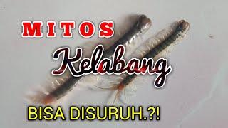 MITOS KELABANG MASUK RUMAH ITU PERTANDA?