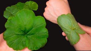 Erstaunliche Vorteile von Geranium ️Bewahren Sie diesen Schatz immer zu Hause auf