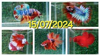 ĐỢT CÁ 15072024 BETTA GIÁ RẺ HALFMOON DUMBO NEMO RED GALAXY SUPER RED RỒNG.