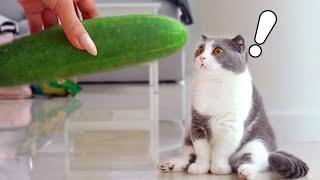 Cats vs Cucumber Compilation