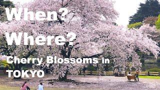 When & Where to see Cherry Blossoms  in Tokyo