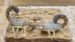 Scorpion dance the most romantic way of reproduction 蝎子跳舞，最浪漫的繁殖方式，黄肥尾蝎跳舞