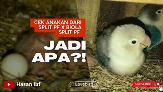 Cek anakan lovebird dari indukan split pf x biola split pf